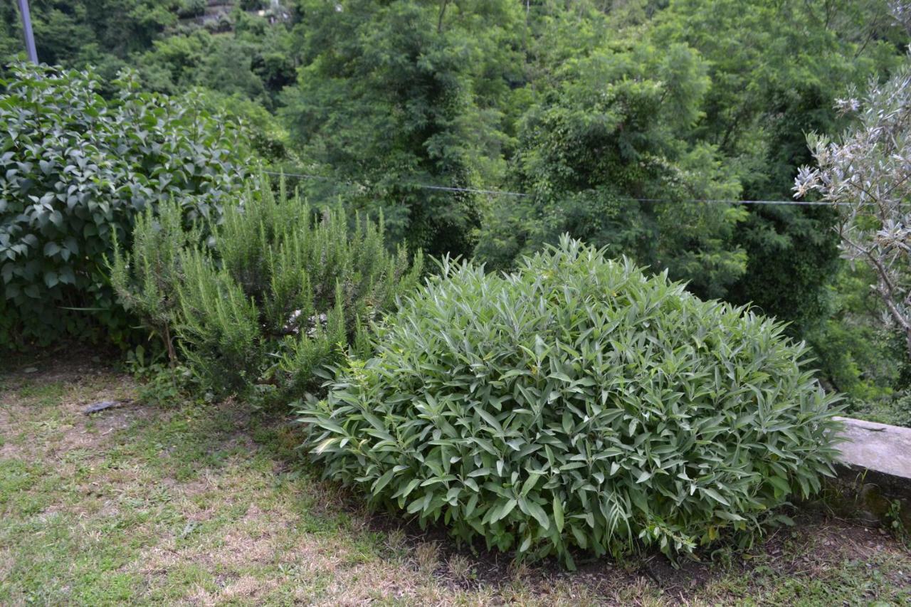 La Limonaia Di Casagrande Villa Barga Exteriör bild